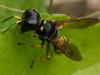 Ectemnius fossorius